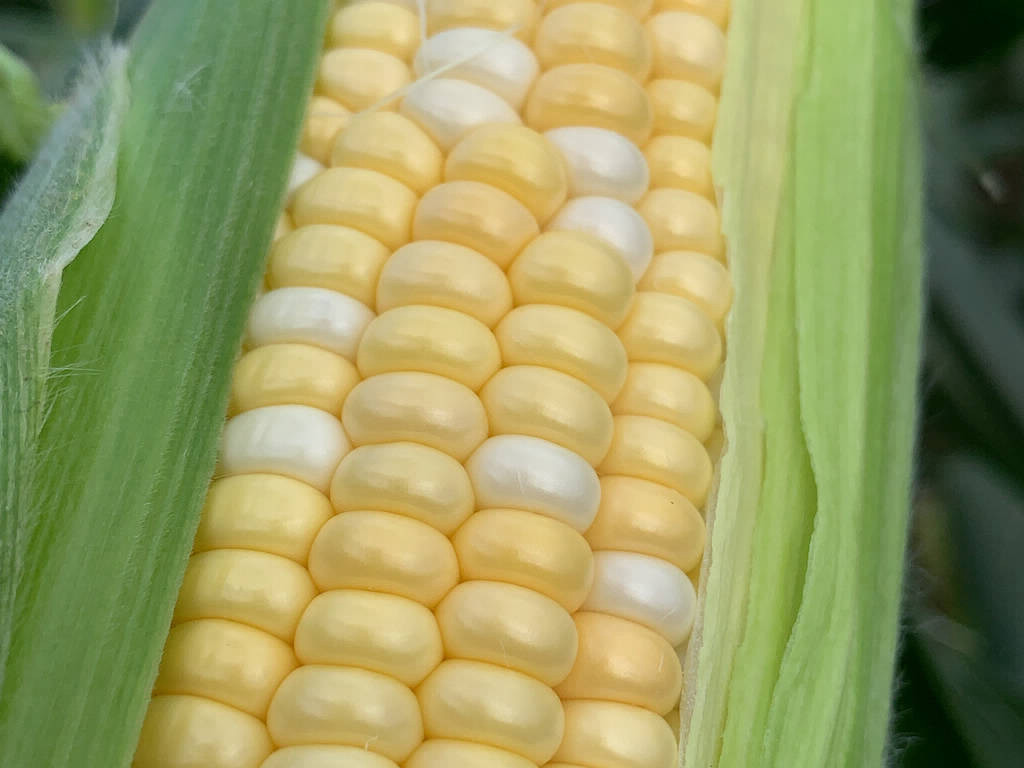 CORN, seasonal food in June