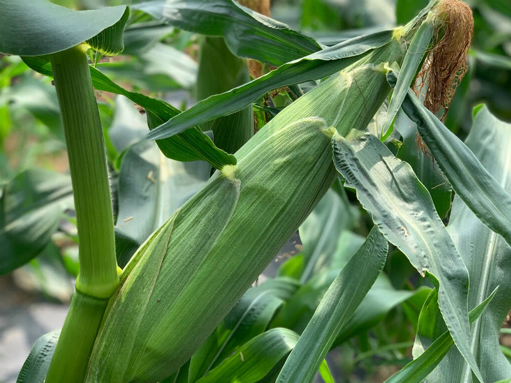 CORN, seasonal food in June