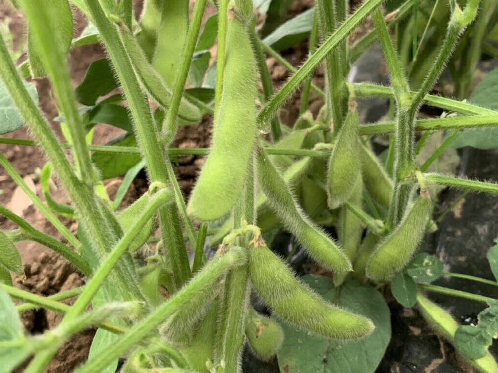 EDAMAME, Seasonal Food in May