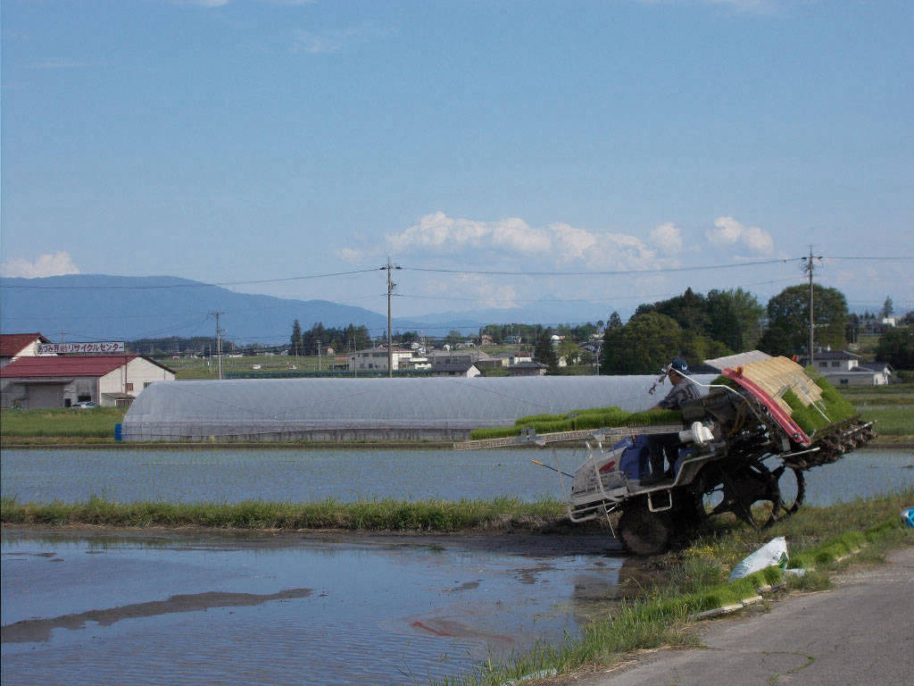 Rice Planting in May